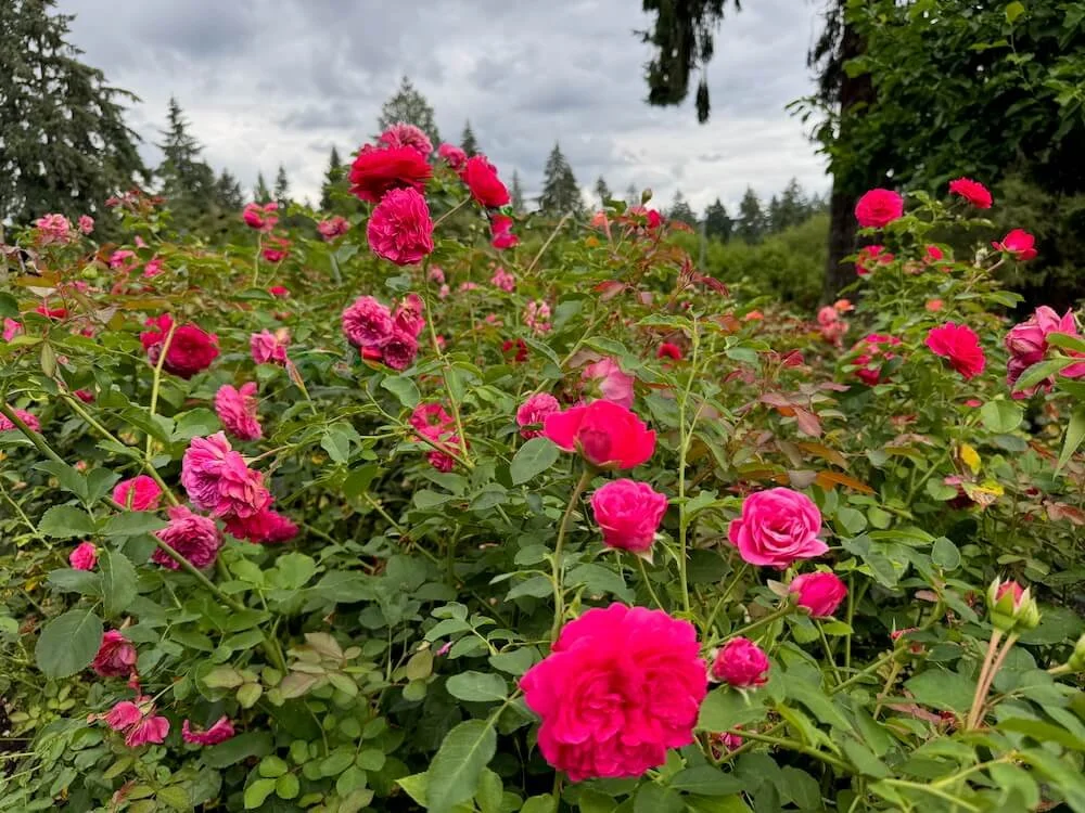 Rosa 'Eddie's Jewel' (Eddie's Jewel Rose) — Northwest Blooms